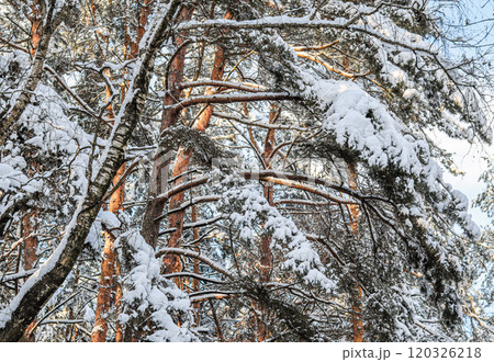 Pine trees covered with white snow on a sunny day. Winter background Pine trees covered with white snow on a sunny day. Winter background 120326218
