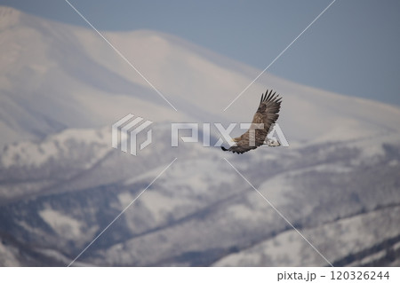 知床連山を背景に飛ぶオジロワシ 120326244