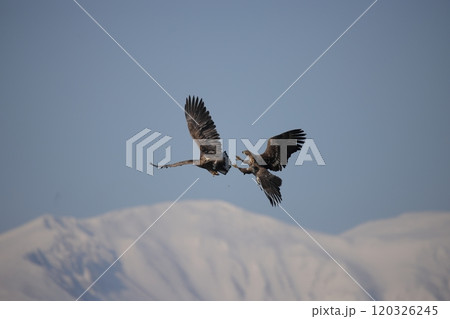 空中で争うオジロワシ 120326245