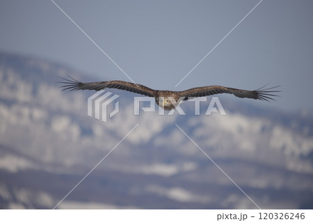 知床連山を背景に飛ぶオジロワシ成鳥 120326246