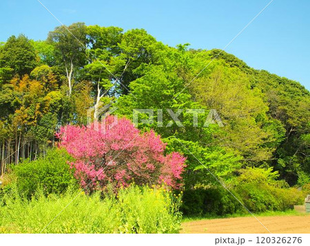 春の里山の森と花桃咲く風景 春の里山の森と花桃咲く風景 120326276
