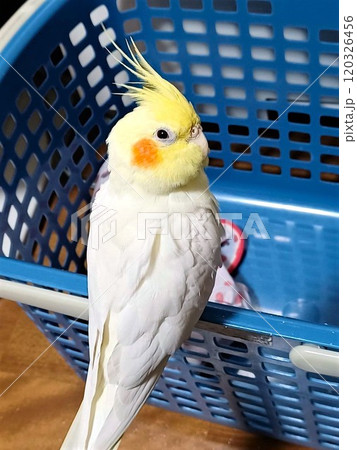 洗濯カゴに止まってリラックスの手乗りのオカメインコ 洗濯カゴに止まってリラックスの手乗りのオカメインコ 120326456