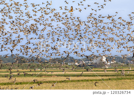 蕪栗沼周辺田園地帯で餌を求めて飛び回る渡り鳥 120326734