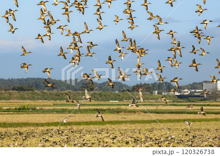 蕪栗沼周辺田園地帯で餌を求めて飛び回る渡り鳥 蕪栗沼周辺田園地帯で餌を求めて飛び回る渡り鳥 120326738