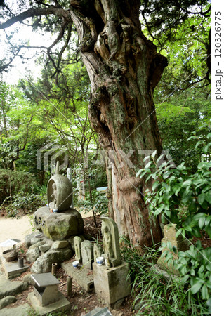 第46番札所 医王山 養珠院 浄瑠璃寺(籾大師)【愛媛県松山市浄瑠璃町】 120326775