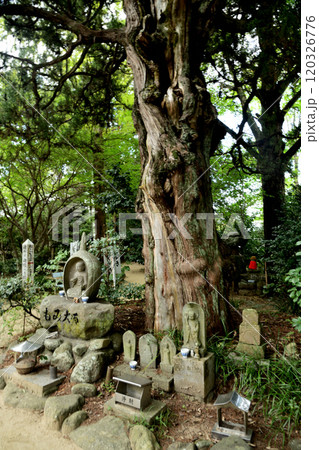 第46番札所 医王山 養珠院 浄瑠璃寺(籾大師)【愛媛県松山市浄瑠璃町】 120326776
