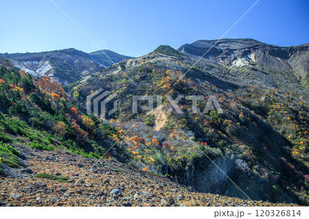 秋の蔵王駒草平 120326814