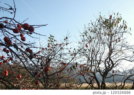 長閑な秋の風景 120326886