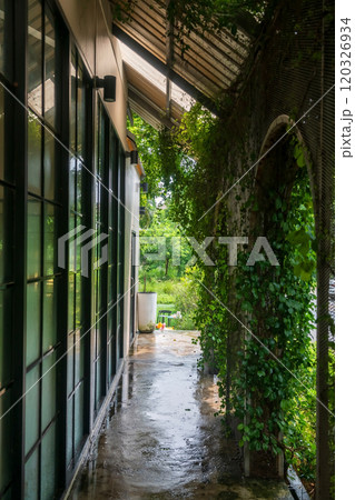 Footpath by window and ivy climber plant outside cafe and restaurant Footpath by window and ivy climber plant outside cafe and restaurant 120326934