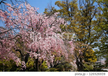 Pink cherry blossom of sakura tree at Osaka castle in spring, Japan 120326939