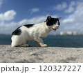 威嚇 120327227