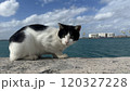 猫と海 120327228