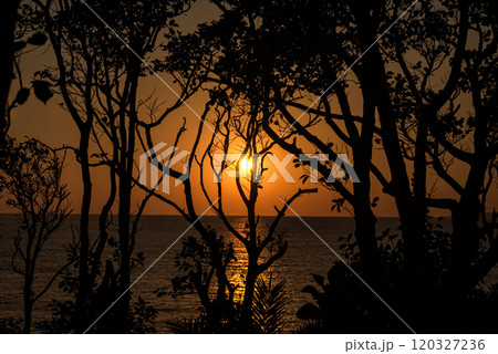 ＜五島市鐙瀬溶岩海岸＞夜明けとヤブツバキ 120327236