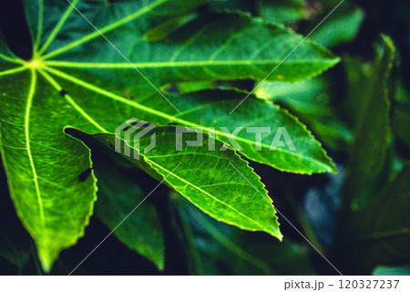 ＜自然＞ヤツデの葉 120327237