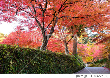 世界遺産中尊寺 朝日に輝く讃衡蔵前の紅葉 岩手県 世界遺産中尊寺 朝日に輝く讃衡蔵前の紅葉 岩手県 120327499
