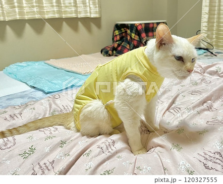 術後服を着て座る白猫 120327555