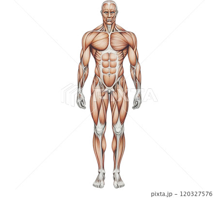 人体（男性） 120327576