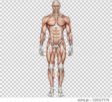 人体（男性） 120327576
