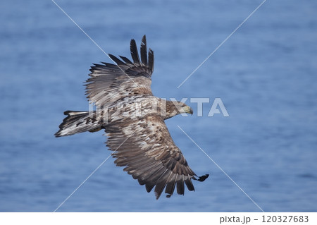 海上を飛ぶオジロワシ亜成鳥 120327683