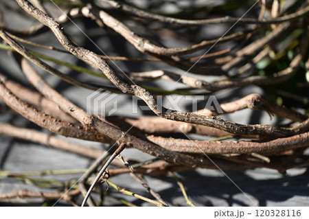 つる性植物・シマサルナシ（島猿梨） 120328116