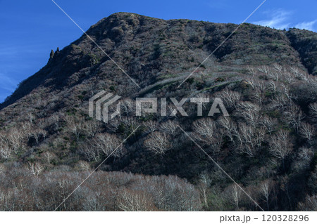 裸木 裸木 120328296