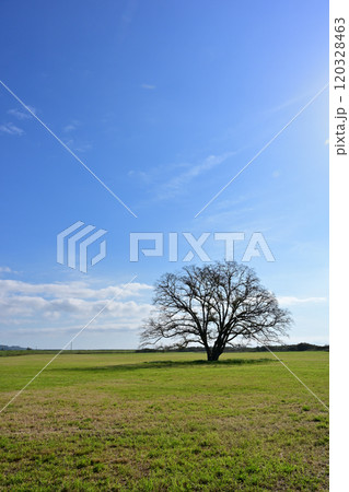 ハルニレの木 120328463