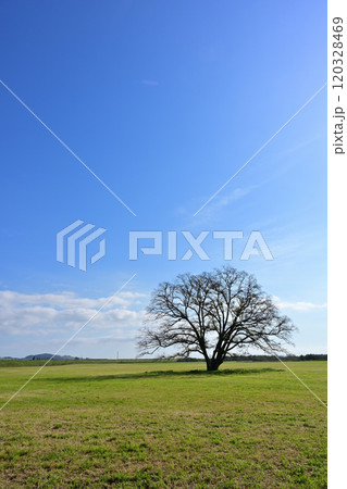 ハルニレの木 120328469