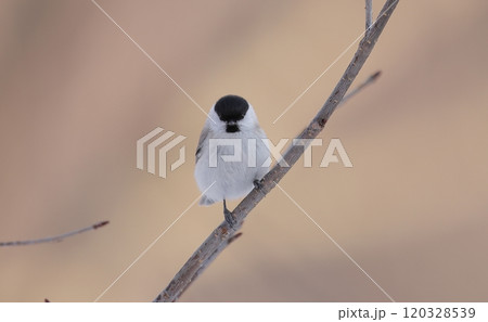 正面顔のハシブトガラ 120328539