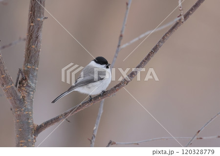 ハシブトガラ 120328779