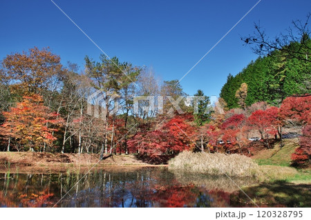 タカドヤ湿地　紅葉 3 120328795