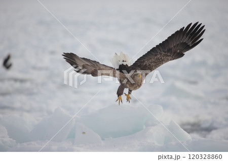流氷から飛び立つオジロワシ成鳥 120328860