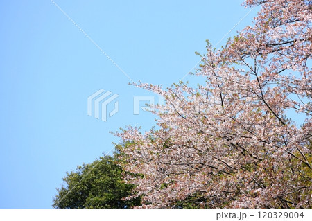 満開の桜 120329004
