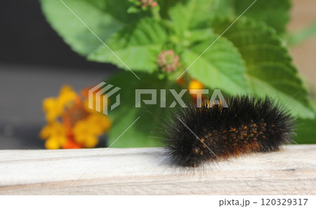 Salt Marsh Caterpillar on Wooden Fence With Yellow Flowers 120329317