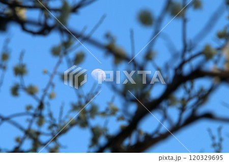 枝の間に顔を出した夕月 120329695