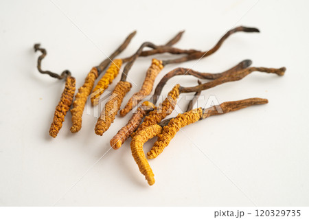 Cordyceps or Ophiocordyceps sinensis mushroom herb is fungus for used as medicine on white background. Cordyceps or Ophiocordyceps sinensis mushroom herb is fungus for used as medicine on white background. 120329735