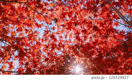 Red  maple leaves with sunlight 120329927