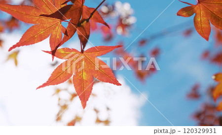 Red and orange maple leaves 120329931