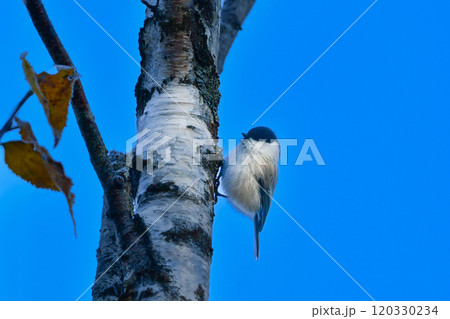軽井沢や上高地に行くと出会える愛嬌あるかわいい小鳥、人懐っこいコガラ 120330234