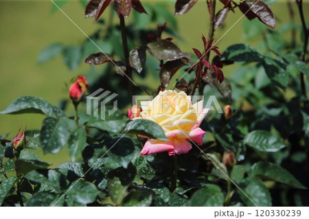 荒尾市　おもやい市民花壇　バラの花、 120330239
