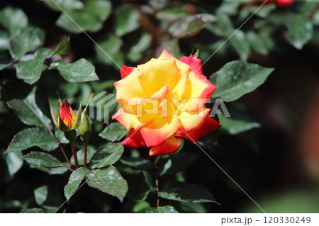 荒尾市　おもやい市民花壇　バラの花、 120330249