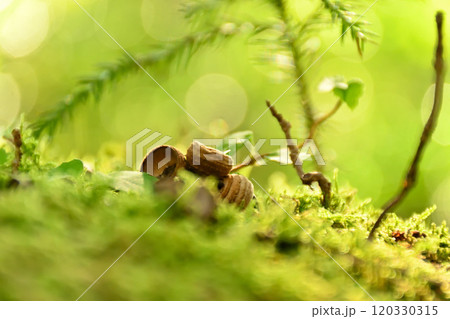 苔の上に落ちたどんぐりの帽子 苔の上に落ちたどんぐりの帽子 120330315