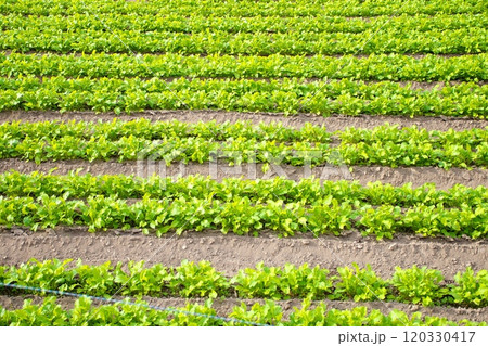 野菜畑の畝 野菜畑の畝 120330417