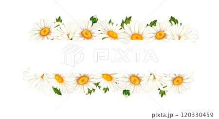 Border of watercolor white daisies and leaves. Wildflowers for design of cards and invitations 120330459