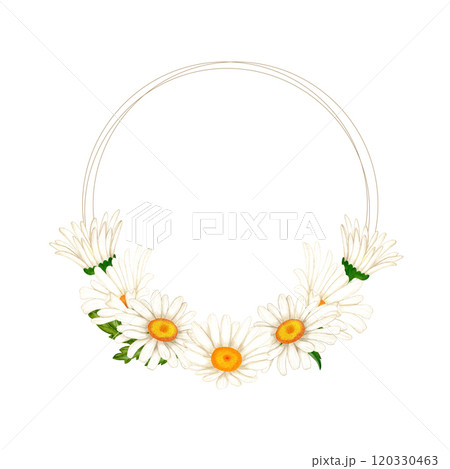 Wreath of watercolor white flowers and leaves. Chamomiles for decorating cards 120330463