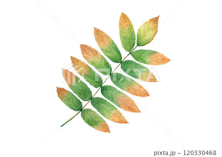 Watercolor sprig of rowan. Hand drawn illustration on white background. 120330468