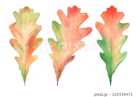 Watercolor set of multicolored oak leaves. Isolated objects on white background. Watercolor set of multicolored oak leaves. Isolated objects on white background. 120330471