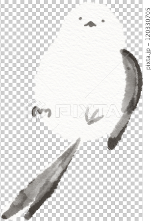 Illustration material of a long-tailed tit showing its belly Illustration material of a long-tailed tit showing its belly 120330705