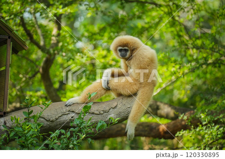 common gibbon or white-handed gibbon on tree 120330895