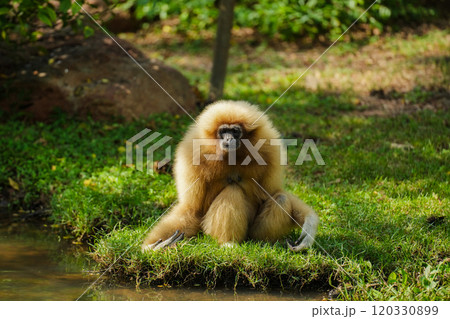 common gibbon or white-handed gibbon on tree common gibbon or white-handed gibbon on tree 120330899