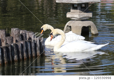仲良しの白鳥 120330998